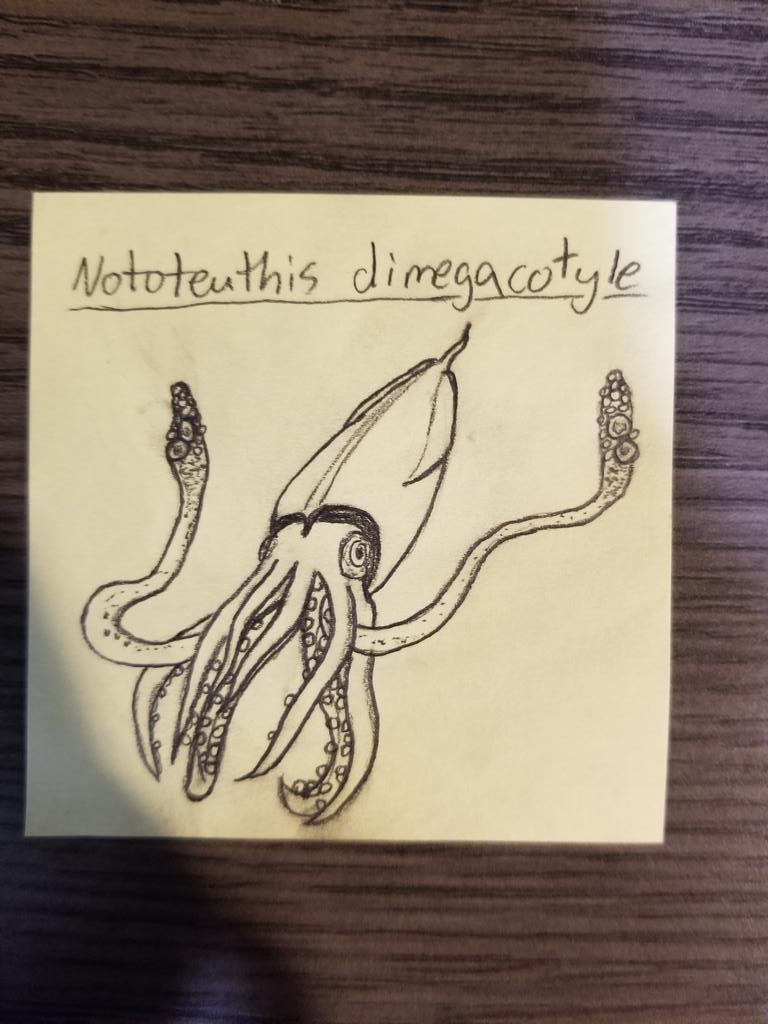 How To Draw A Giant Squid Realistic