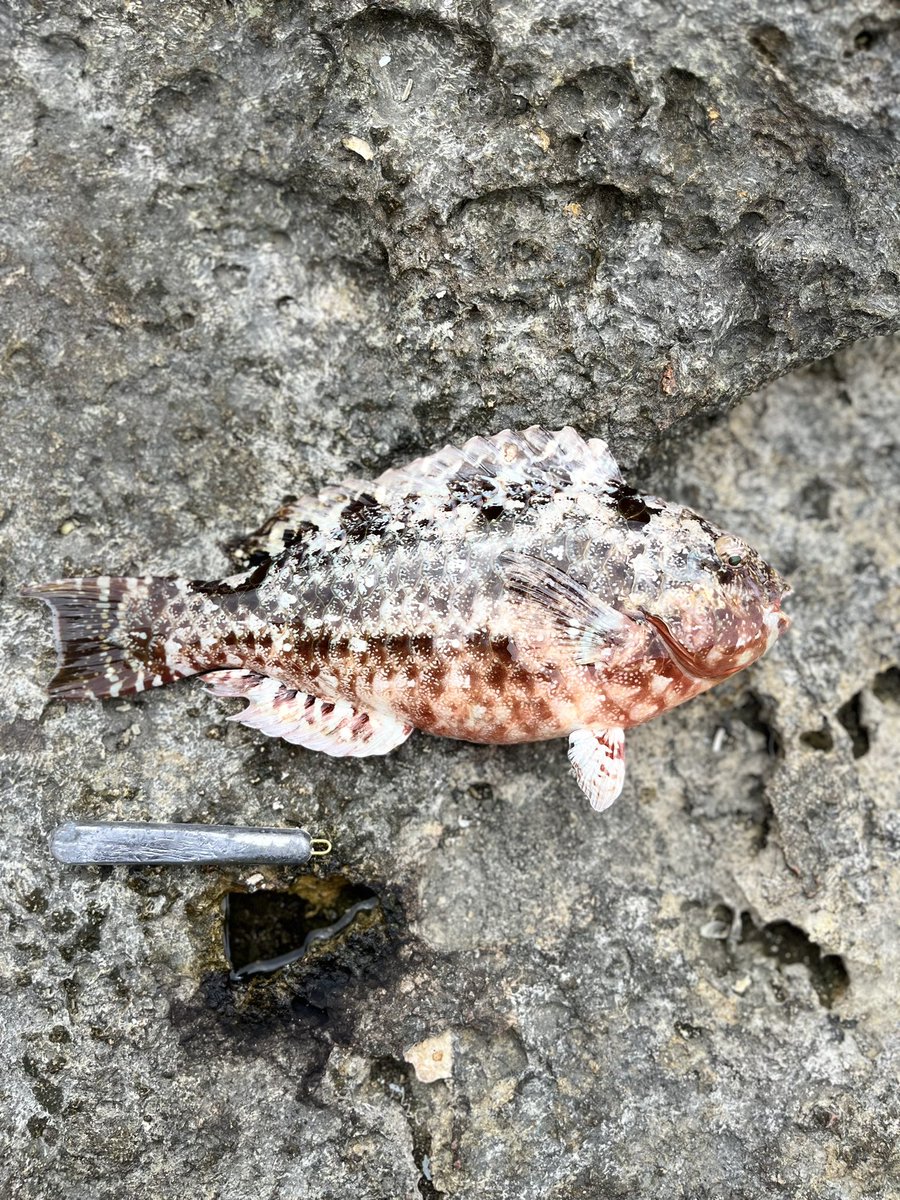 scramble1020's tweet photo. 【宮古島下地与那覇の磯にて5時間釣行】
エーグァーの群れが入ってきてるようで、4枚get🐟
オジサンも3枚get🐟
4枚目の写真の唇がユニークな魚の名前を知ってる方教えてください🙇

#宮古島　#釣り　#宮古島釣り  #フカセ
#エーグァー　#アイゴ　#アーガイ https://t.co/mDyKfX38fR