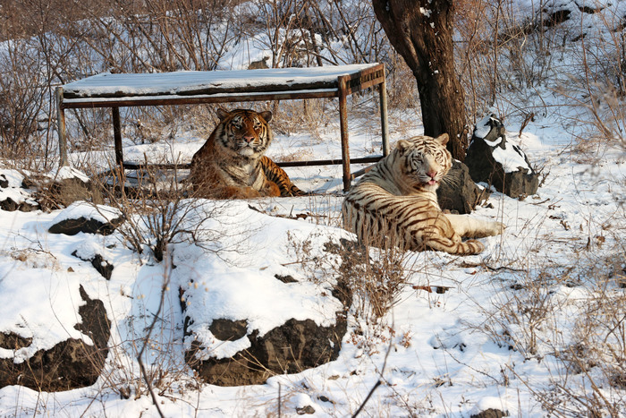 JinanofChina's tweet photo. ❄️#StartofSpring surprises #Jinan with a snowy embrace, transforming the city and draping Jinan Zoo in a glistering white blanket. 🐻🐼🦌Playful animals joyfully tumble and frolic in the snow, enhancing the enchanting scene. #DynamicJinan https://t.co/JyaKcvrgNv