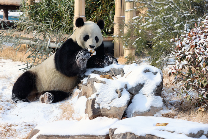 JinanofChina's tweet photo. ❄️#StartofSpring surprises #Jinan with a snowy embrace, transforming the city and draping Jinan Zoo in a glistering white blanket. 🐻🐼🦌Playful animals joyfully tumble and frolic in the snow, enhancing the enchanting scene. #DynamicJinan https://t.co/JyaKcvrgNv