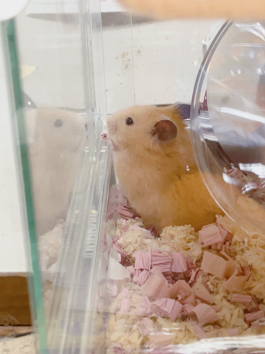 Apricotton2117's tweet photo. 祈りを捧げしぷぅ🐹があまりにも可愛かったので、皆にも見て欲しい🤦‍♀️💗

たぶん、本人は
「ふぅ、疲れた一休みぃ…(꒪꒫꒪ )」 
って感じだと思うw https://t.co/ZzEYeHXizV