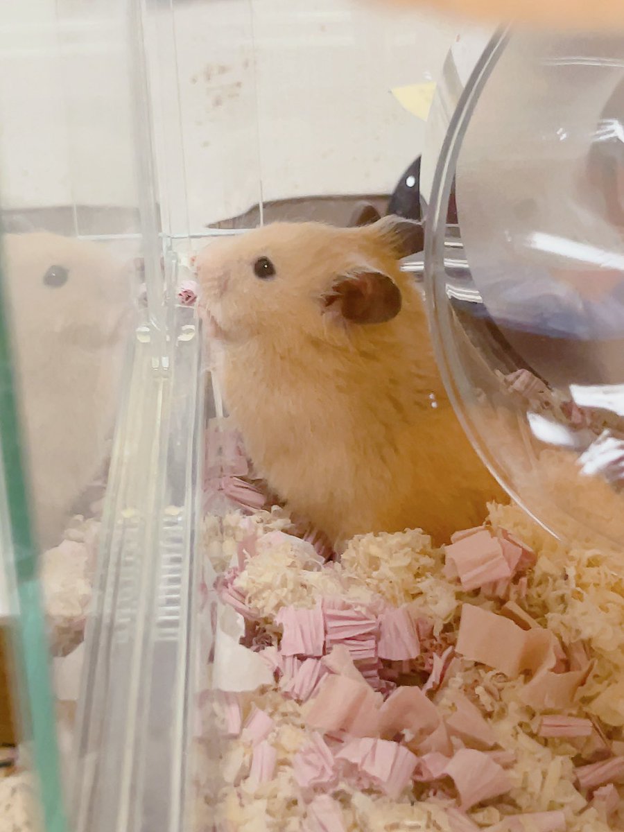 Apricotton2117's tweet photo. 祈りを捧げしぷぅ🐹があまりにも可愛かったので、皆にも見て欲しい🤦‍♀️💗

たぶん、本人は
「ふぅ、疲れた一休みぃ…(꒪꒫꒪ )」 
って感じだと思うw https://t.co/ZzEYeHXizV
