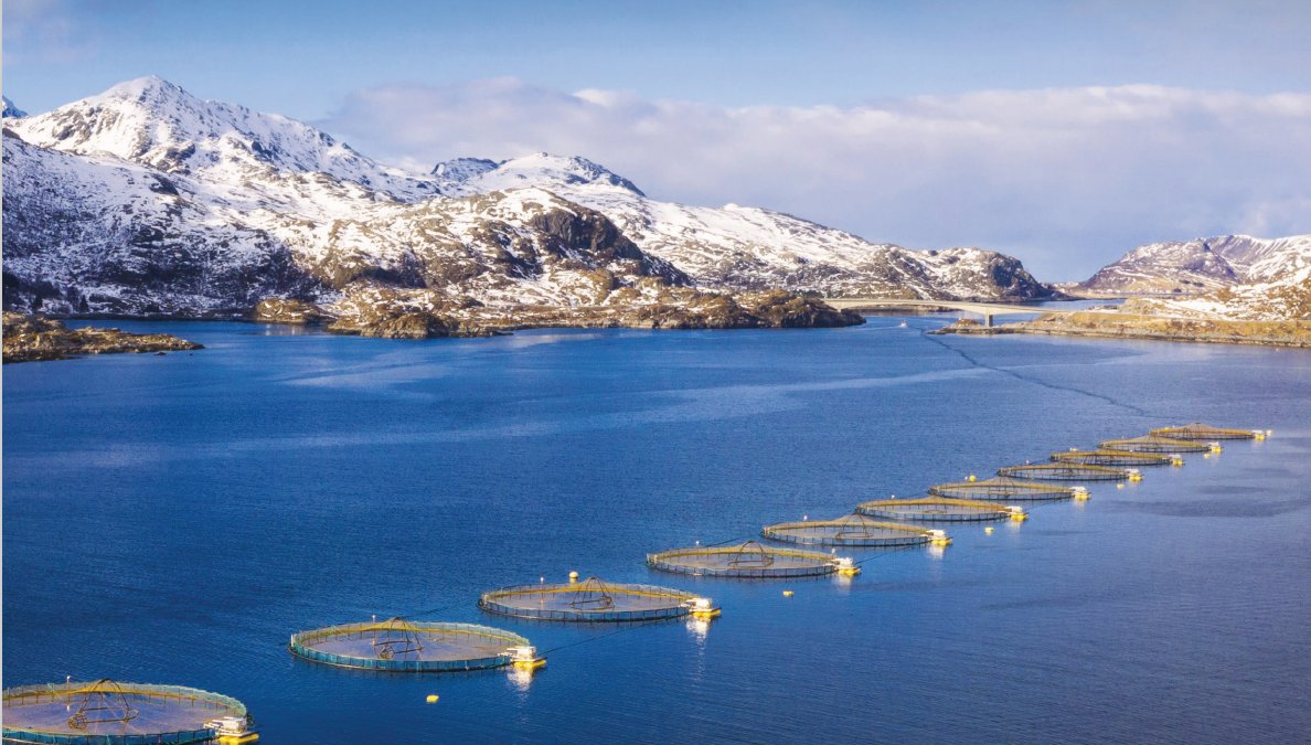 🚨 New report by @feedbackorg &amp; a coalition of NGOs exposes how Norway’s salmon industry is fuelling a food crisis in West Africa🌍, by plundering vast quantities of wild fish from the region 🐟to feed farmed salmon in Europe. 
Read now: feedbackglobal.org/blue-empire #EUBiodiversity