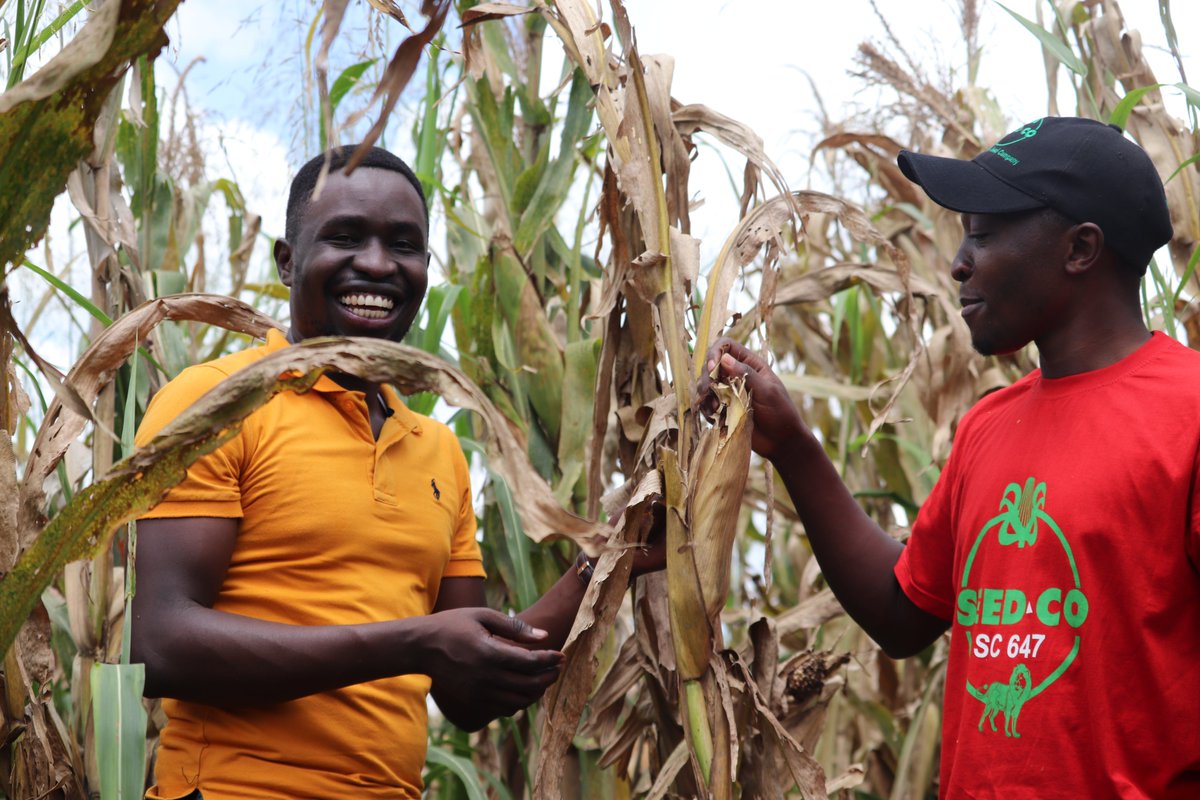 agrosupplyug's tweet photo. #DidYouKnow Planting #resilient seeds that can handle different weather helps farmers grow consistent crops, avoid losses from bad weather and pests, use resources wisely, and keep the #soil healthy—making farming more reliable and secure for the #future.
#Farming4thefuture https://t.co/Nr9nWlIuS2