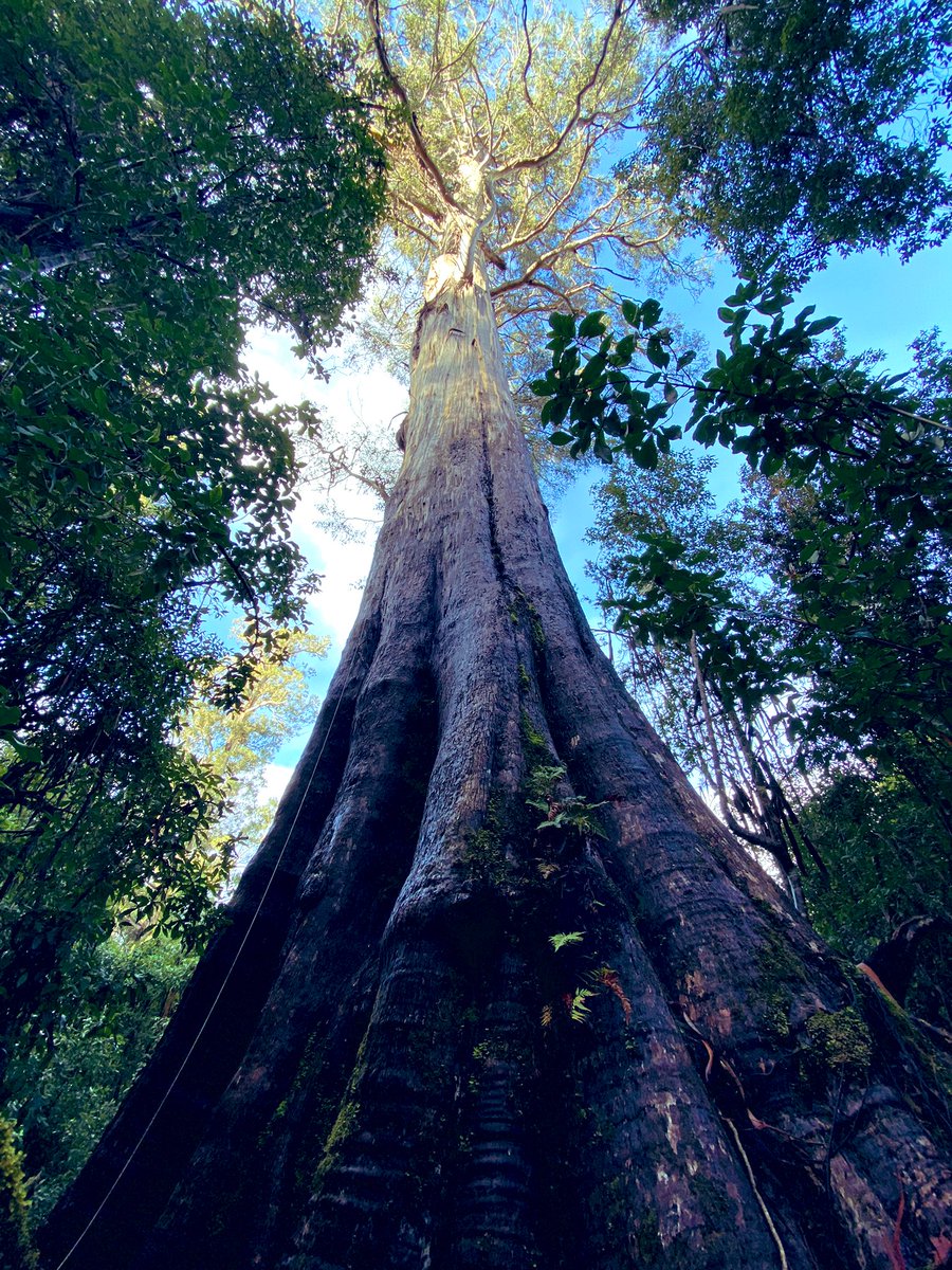 Sean tooker tweet media