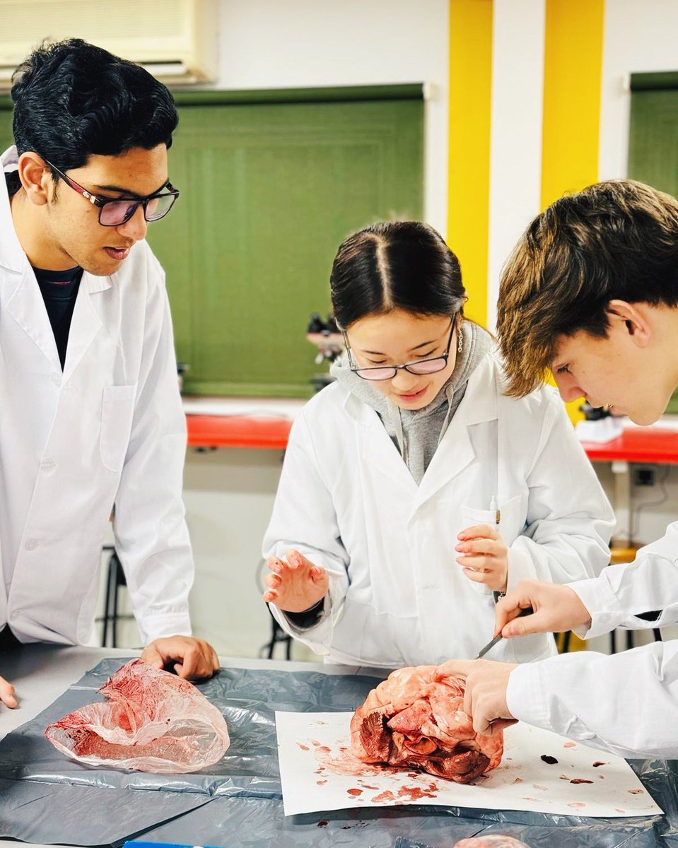 ColegioBristol's tweet image. Anatomy revealed 🫀. Los alumnos de 1° Bach C están de vuelta en el laboratorio 🥼. Esta vez han estado diseccionando un corazón para estudiar su anatomía 🫀🔬🥼. Fotos ya en fototeca 📷. #labpractical #anatomy #postoftheday #science #ciencia #bachillerato