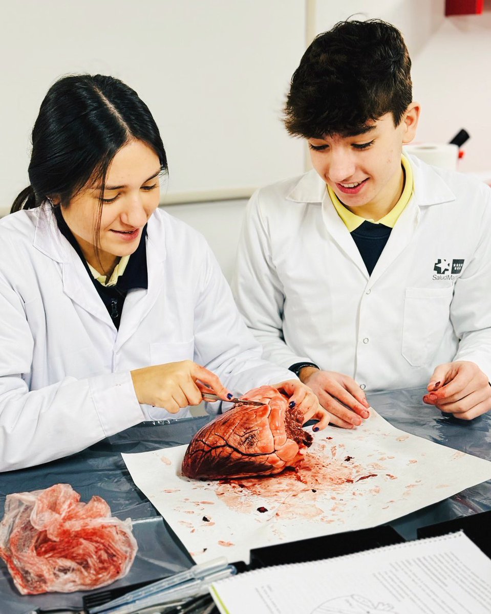 ColegioBristol's tweet image. Anatomy revealed 🫀. Los alumnos de 1° Bach C están de vuelta en el laboratorio 🥼. Esta vez han estado diseccionando un corazón para estudiar su anatomía 🫀🔬🥼. Fotos ya en fototeca 📷. #labpractical #anatomy #postoftheday #science #ciencia #bachillerato