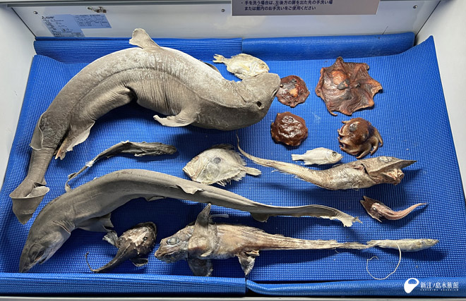 メンダコが増えました🫱 ヨロイザメ、エドアブラザメ、フジクジラの