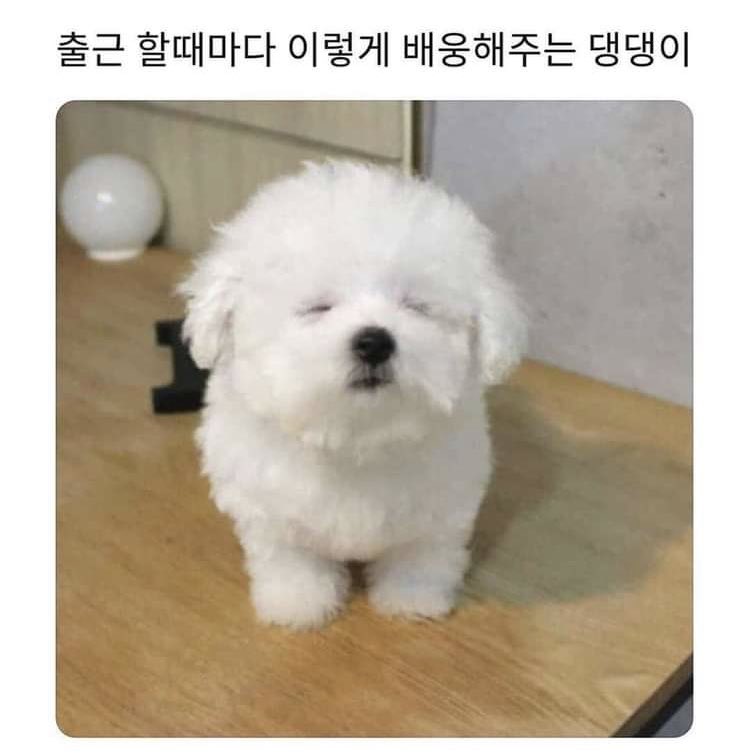 SeoulJangma's tweet photo. 출근 할 때마다 이렇게 배웅해주는 강모 https://t.co/WCAwYGh7f6