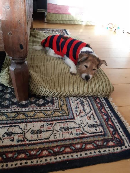 AdoptionsUk's tweet photo. Please retweet to help Trixie find a home #LINCOLNSHIRE #UK 
🔷 AVAILABLE FOR ADOPTION AGED 15!! 🔷
🐶Sadly I have found myself looking for a new home at the age of 15!
🐶I just want someone who is around a lot of the time who can cuddle me and be with me as much as possible.
🐶I can potentially live with another dog similar to me and a cat or small fluffies pending a home visit.
🐶You should also know that I do come with some medical issues that come with old age, but the team will be happy to chat to you about that!
If you think Trixie could be the right fit for you then contact the South Lincolnshire team on 01205 260546 or email them at slincs@jerrygreendogs.org.uk.
You can also read more on our website 
DETAILS or APPLY👇
https://t.co/6MDLhHKne2
#dogs 
Please give Trixie an extra share, older dogs are overlooked and she really should be in a home ❤️