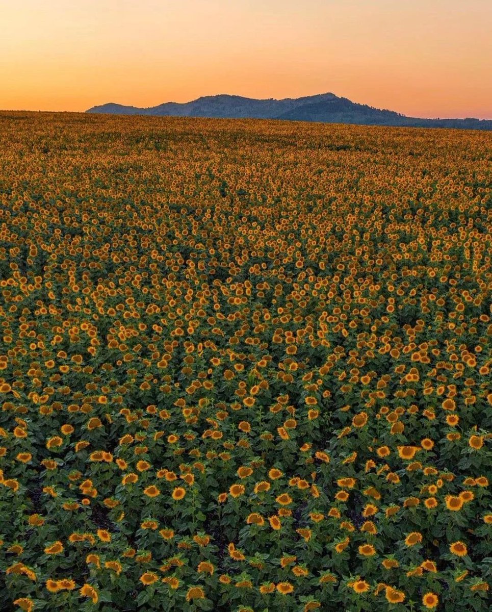sunflowersig tweet picture