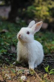 Yo_se_tu's tweet photo. @Qwazxcorg @MaggieRock83 @JayMcsack @oldguy_steve Or, possibly “you should dye your hare.” https://t.co/1lOnC02M8O