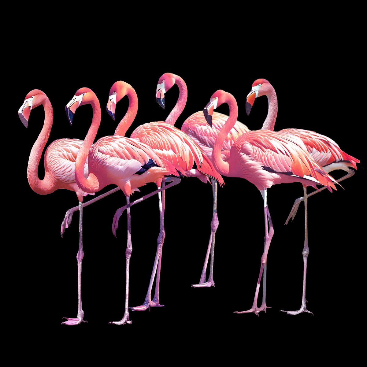 24_Redpink's tweet photo. Flamingo's daily number design goods 
Good luck with pink birds
https://t.co/AvD0qUfi9a
#6日  #6Flamingos #Flamingo
#Redpink  #24_Redpink
#フラミンゴ #Flamingo  #pink #鳥 #bird  #suzuri  #popcolor  #lucky  #luckycolor #followme   #플라밍고　#새　#핑크
#火烈鸟商品 https://t.co/YftEAYCA6z