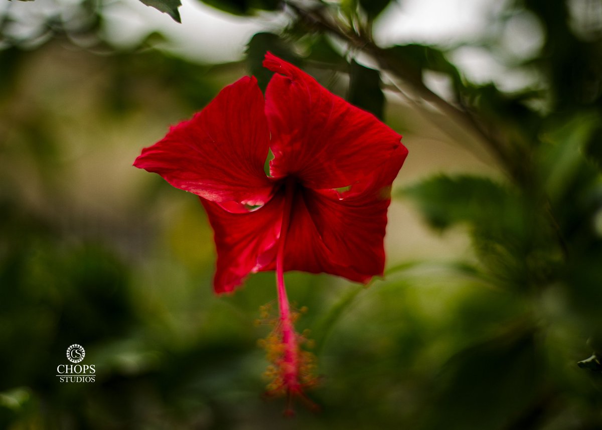 Fingerchops2's tweet photo. Flowers are more beautiful with soft depth of fill. Petals with their contrast color makes the green glow.
What do you think about the images here?
@saphotoAcademy
#ChopsStudioz
#fingerchops https://t.co/44Zo6rxmtO