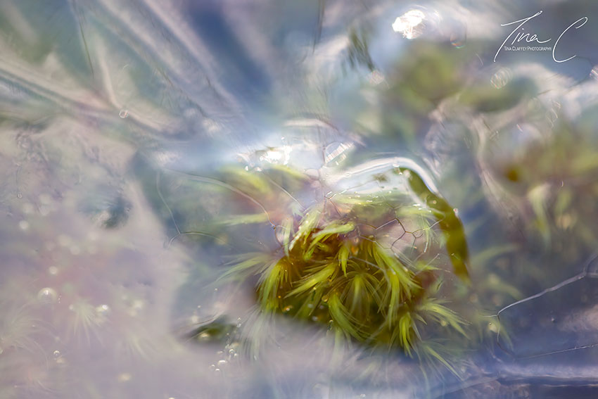 The sphagnum mosses are loving this rain 🌧 sphagnum cuspidatum, or Feathery bog moss just at the surface of the bog pool @PeatlandConserv @CCWPeatlands @forum_wetlands @peatlandsLIFEIP @CurrachBooks @seewilkie @LandmarksDublin