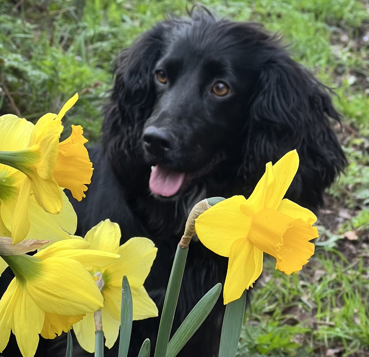 GardenerFliss's tweet image. Spring has sprung ! #spring #gardensoftwitter #dogsoftwitter