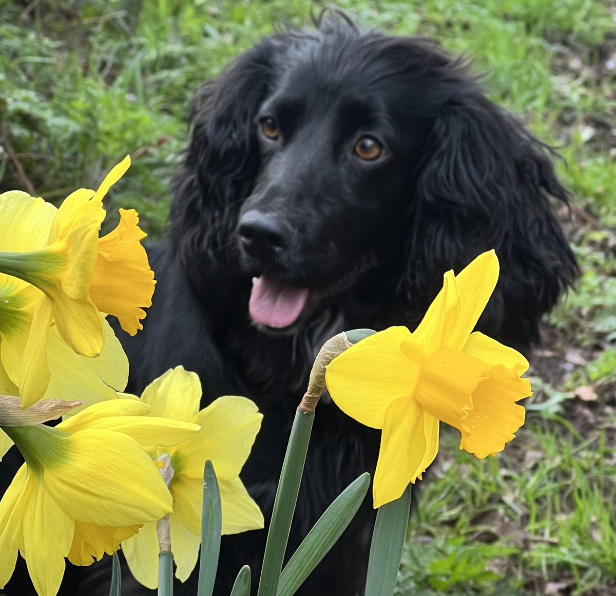 Spring has sprung ! #spring #gardensoftwitter #dogsoftwitter