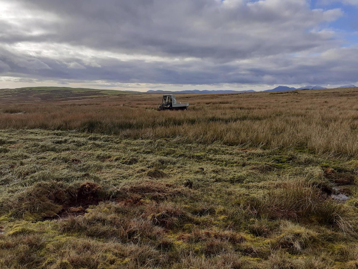 We’re making a short film over the winter with advice for farmers on how they can help #Curlews to breed successfully on their land. We were out filming at Ysbyty Ifan & Hiraethog, our project area here in north Wales, focusing on ditch blocking and rush cutting.