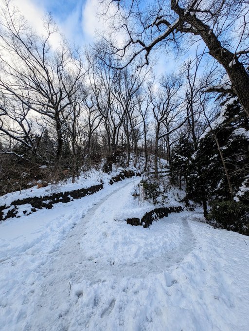 「bare tree winter」 illustration images(Latest)