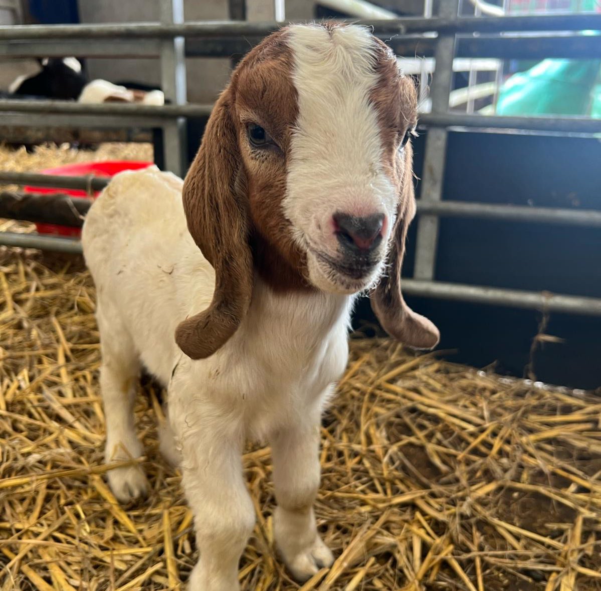 Just adding one of our cute baby goats to your feed for a little cuteness today, you’re welcome! 🥰🐐✨ Come and visit them this Feb Half Term! adventurefarm.co.uk