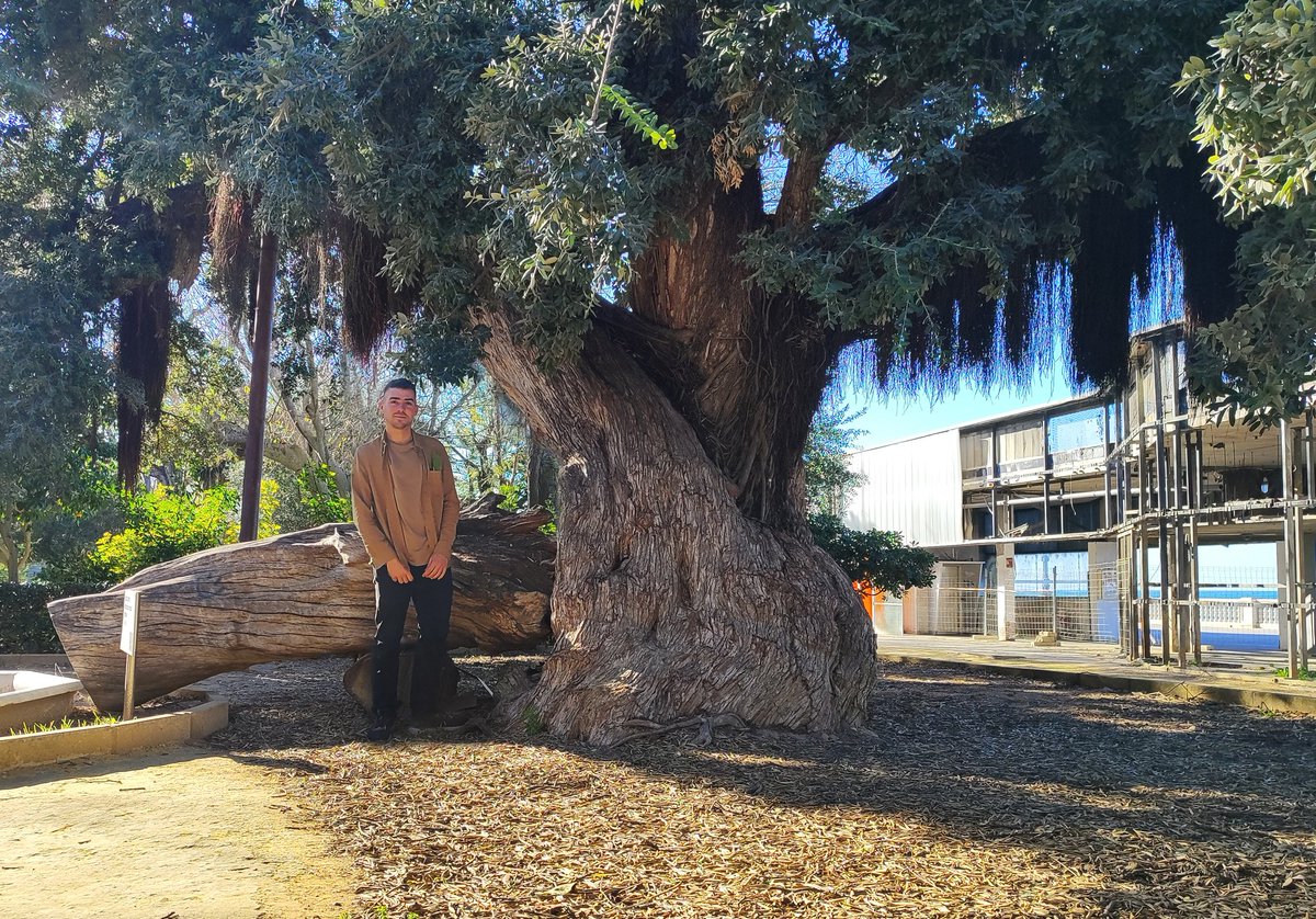 Amb el Metrosideros més gran de tota Europa 🥵 al parque genovés de Cadiz  #thicktrunktuesday
