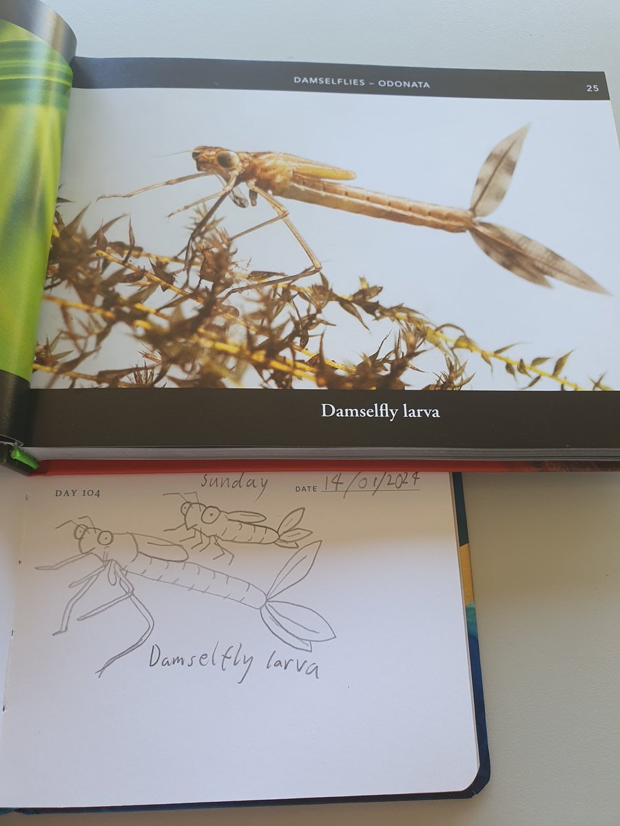 DapperCranium / Bamfudge tweet media