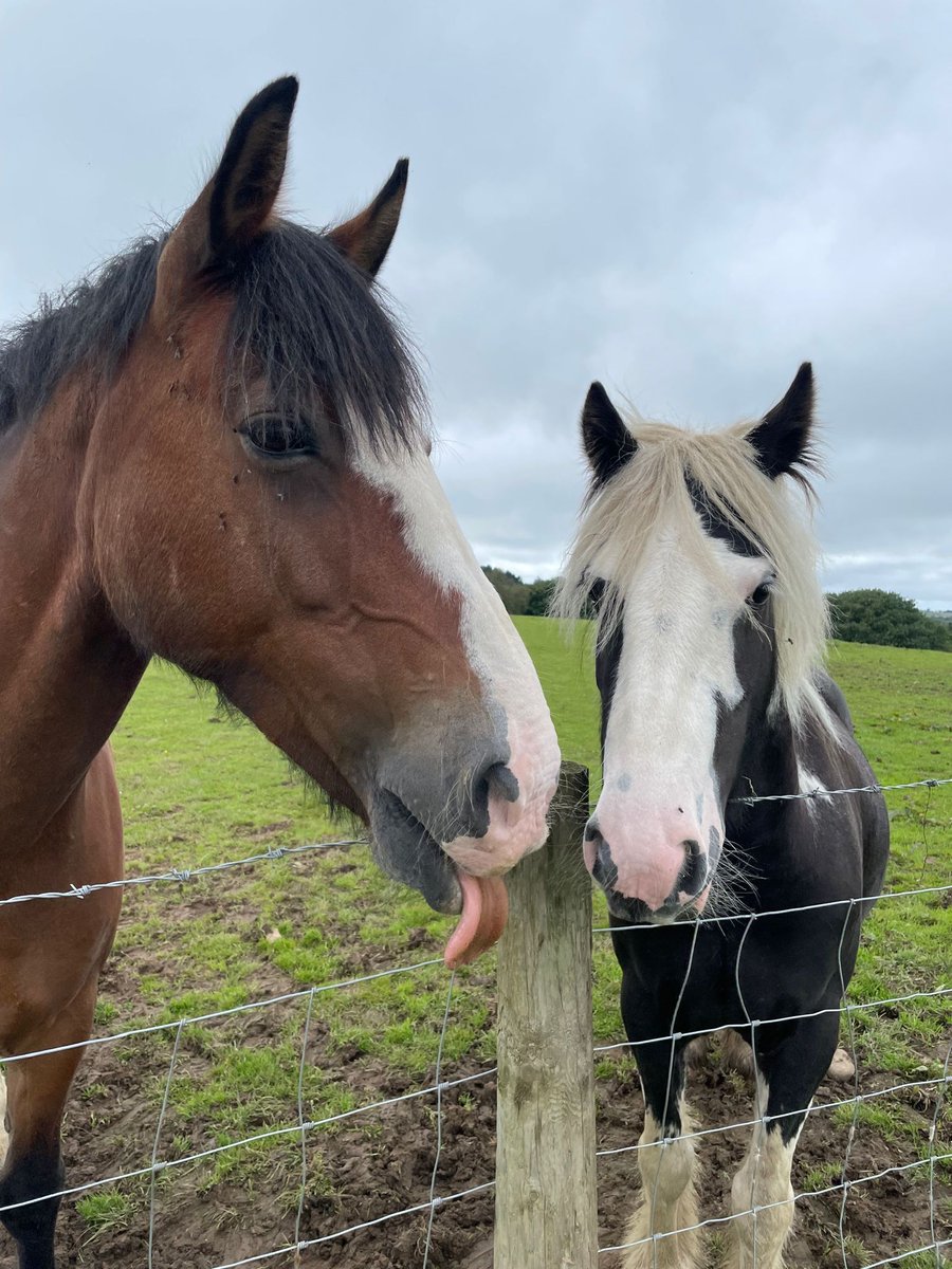 Caption this! 😛 

#Horses #Ponies #Cute #FunPhoto #CaptionCompetiton #ClyneFarmCentre #FamilyRunBusiness #BookDirect #Swansea #SwanseaBay #Mumbles #Gower #LoveWales #LoveGower #WelshHoliday #VisitWales #Wales #FindYourEpic #Staycation s #UKHolidays #DogFriendly #PetFriendly