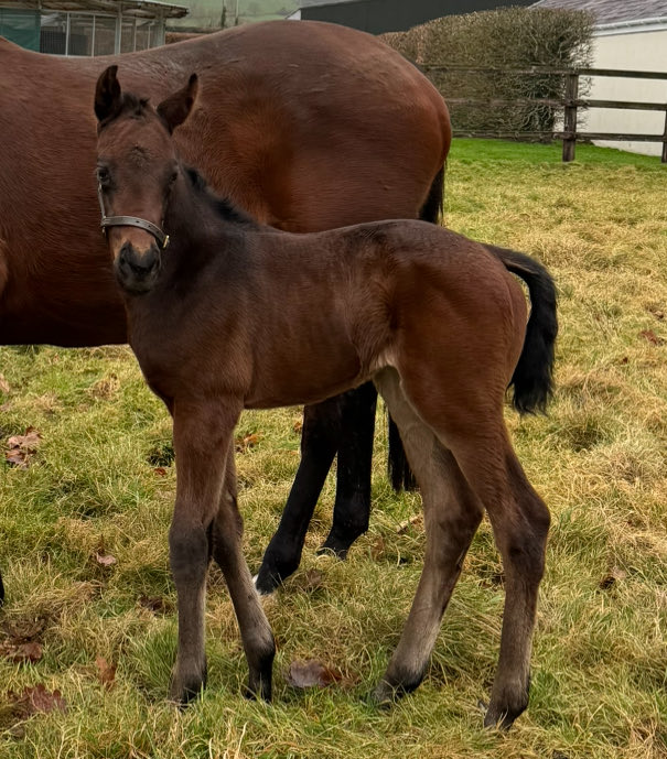 First foal this year ⁦@OakgroveStud⁩ is a very attractive AL KAZEEM filly ex. OASIS JADE from the family of AVERTI ⁦@rpbloodstock⁩ - the fourth generation with us going back to IMPERIAL JADE