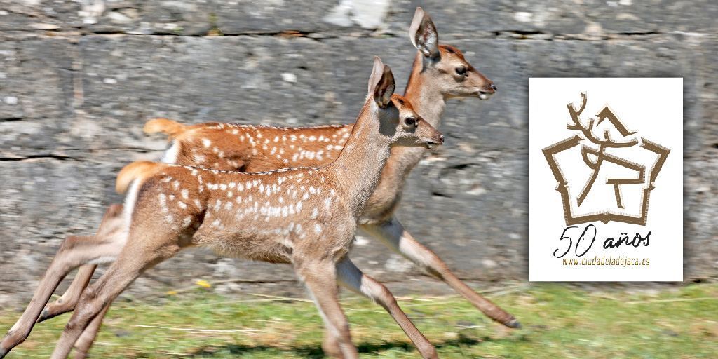 Con #Ecociudadela, vivirás una experiencia inolvidable conociendo a los #ciervos que viven en el foso e interactuando con los que tienen impronta humana 🦌 ¡Una actividad ideal para toda la #familia!