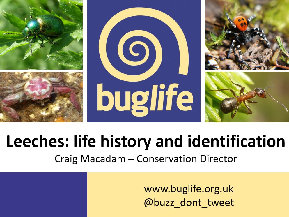Buglife tweet media