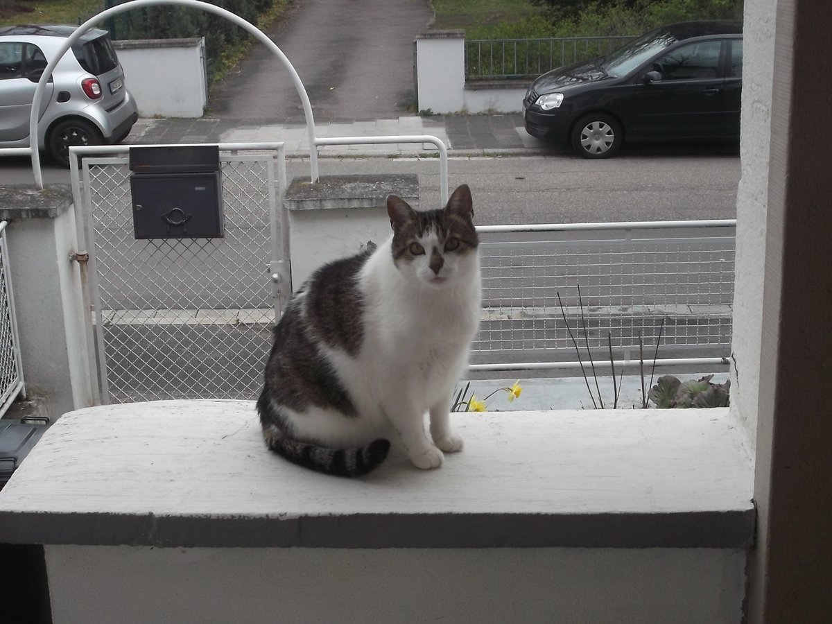 saukalt ist es geworden,
auch unserer Gastkater zieht es ans HAUS