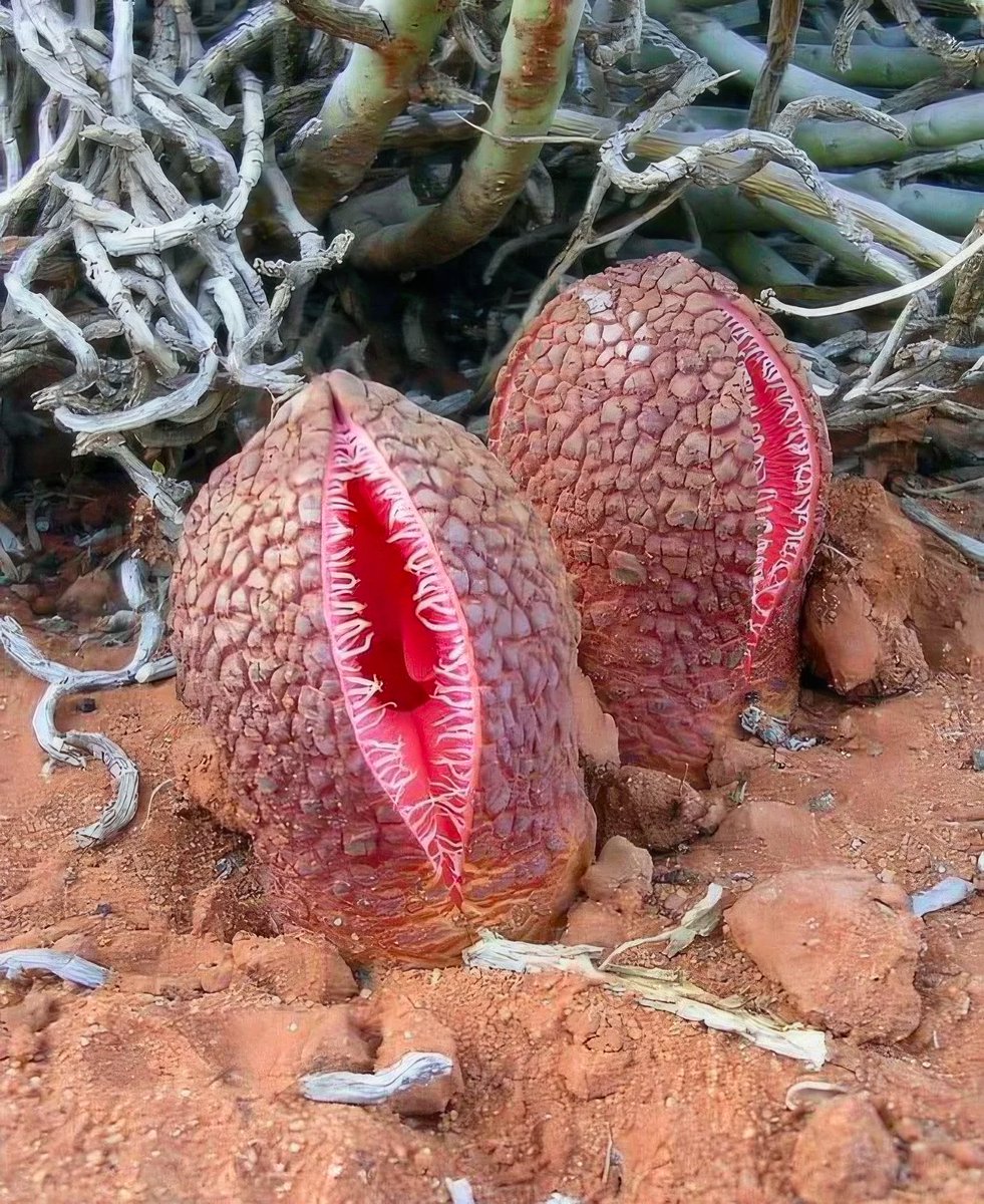 No leaves or chlorophyll are visible on Hydnora africana plants. The plants only become visible when the flowers protrude through the soil after good rains have fallen. Under favourable conditions it takes at least one year for a bud to develop into a mature flower.