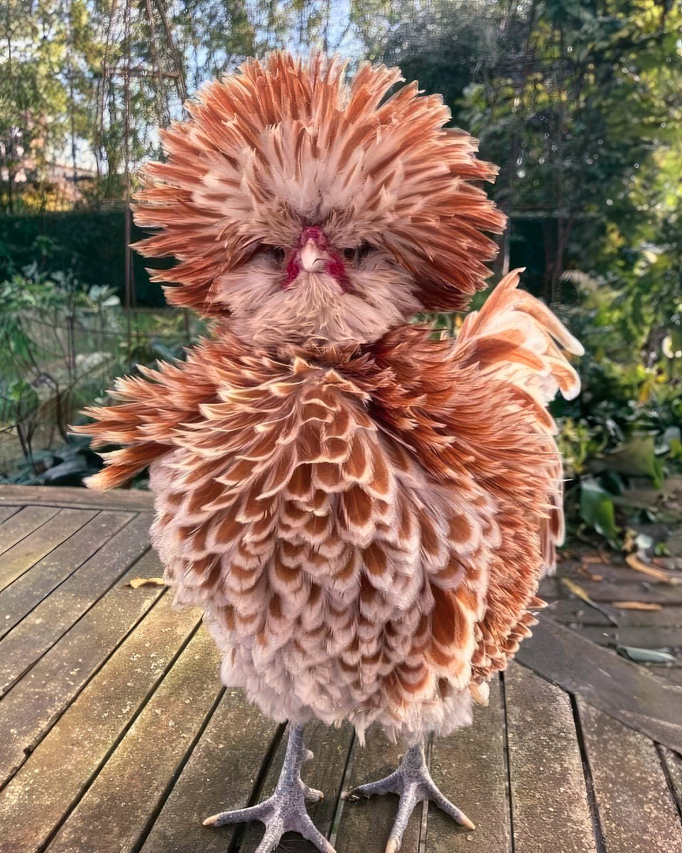 A Buff Laced Polish Chicken