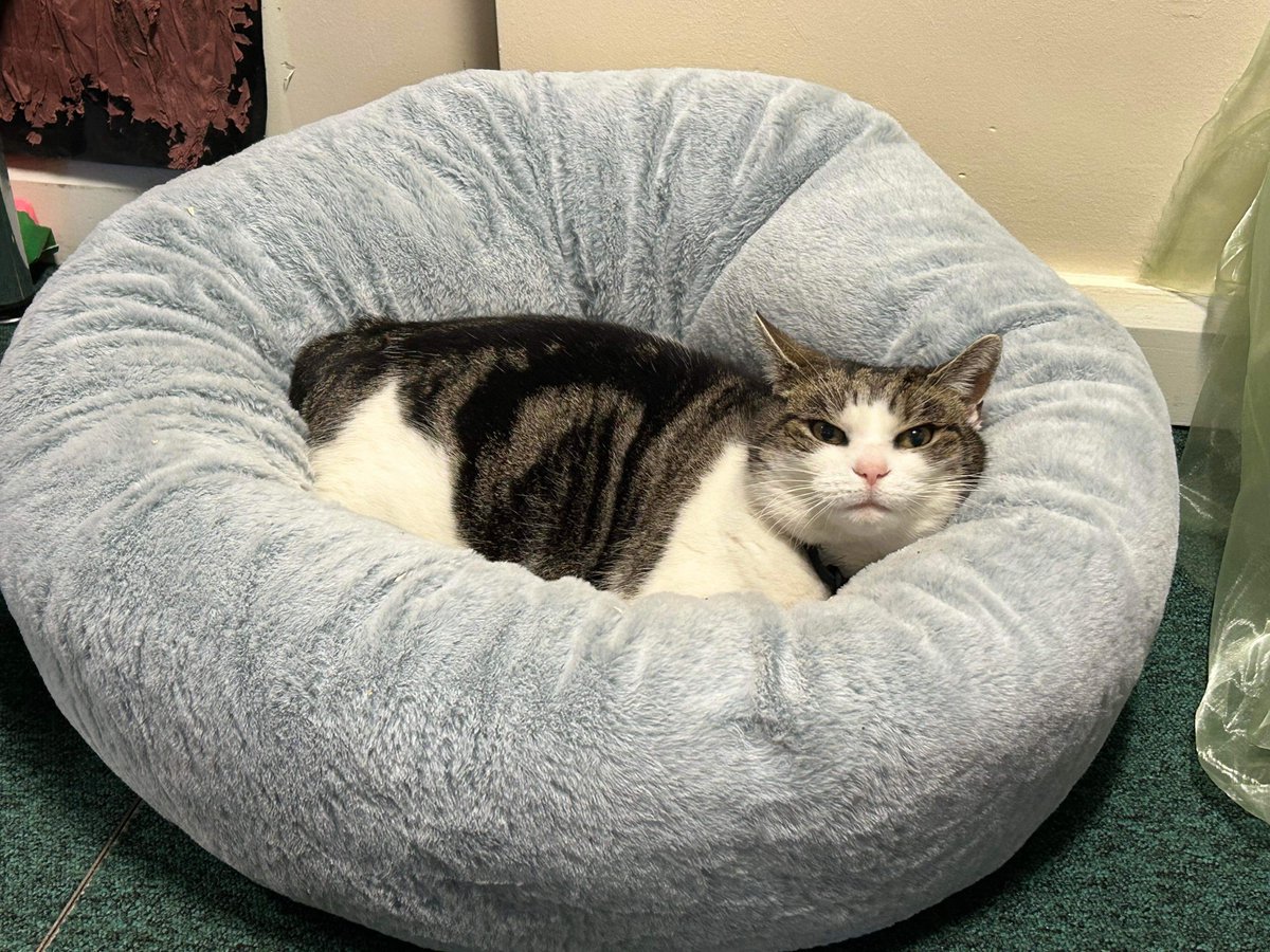 Aloysius O'Hare in memory of Angel Cilla 🌈 tweet media