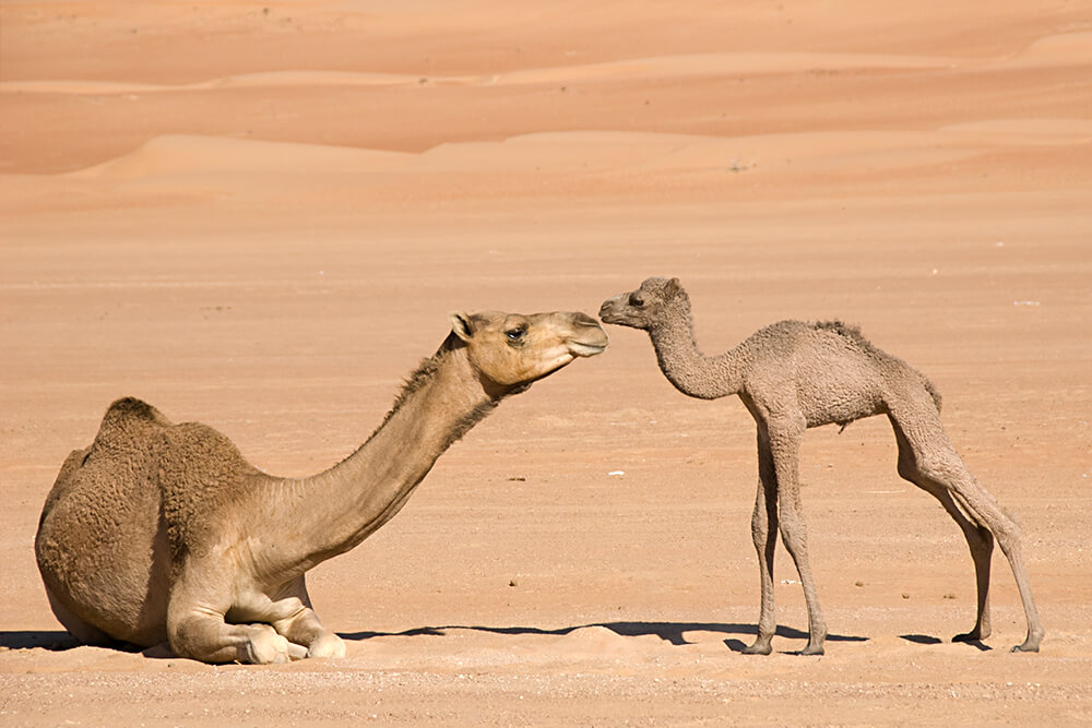 Bhatinarendra_'s tweet photo. #SaveCamel https://t.co/nJ2YTfcKz3