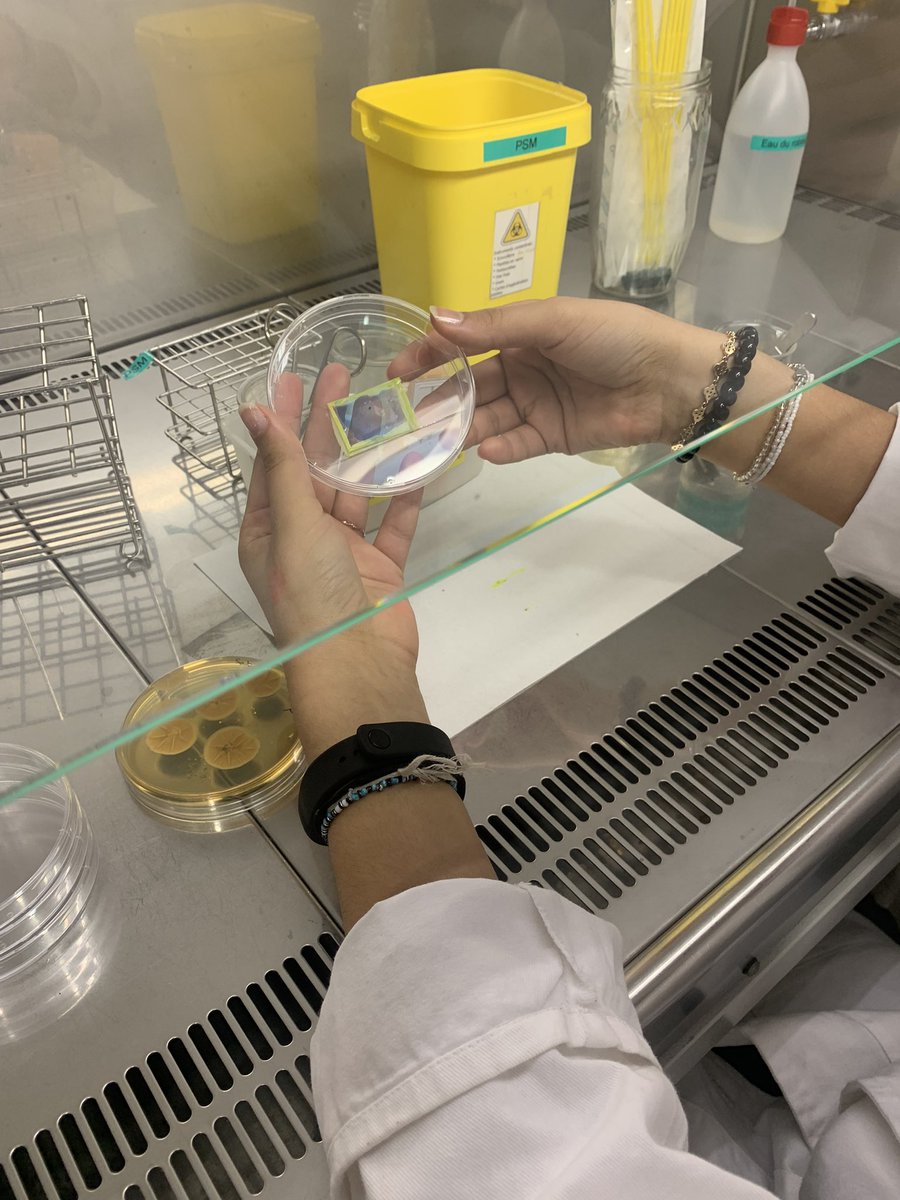 G.Bugarin tweet media