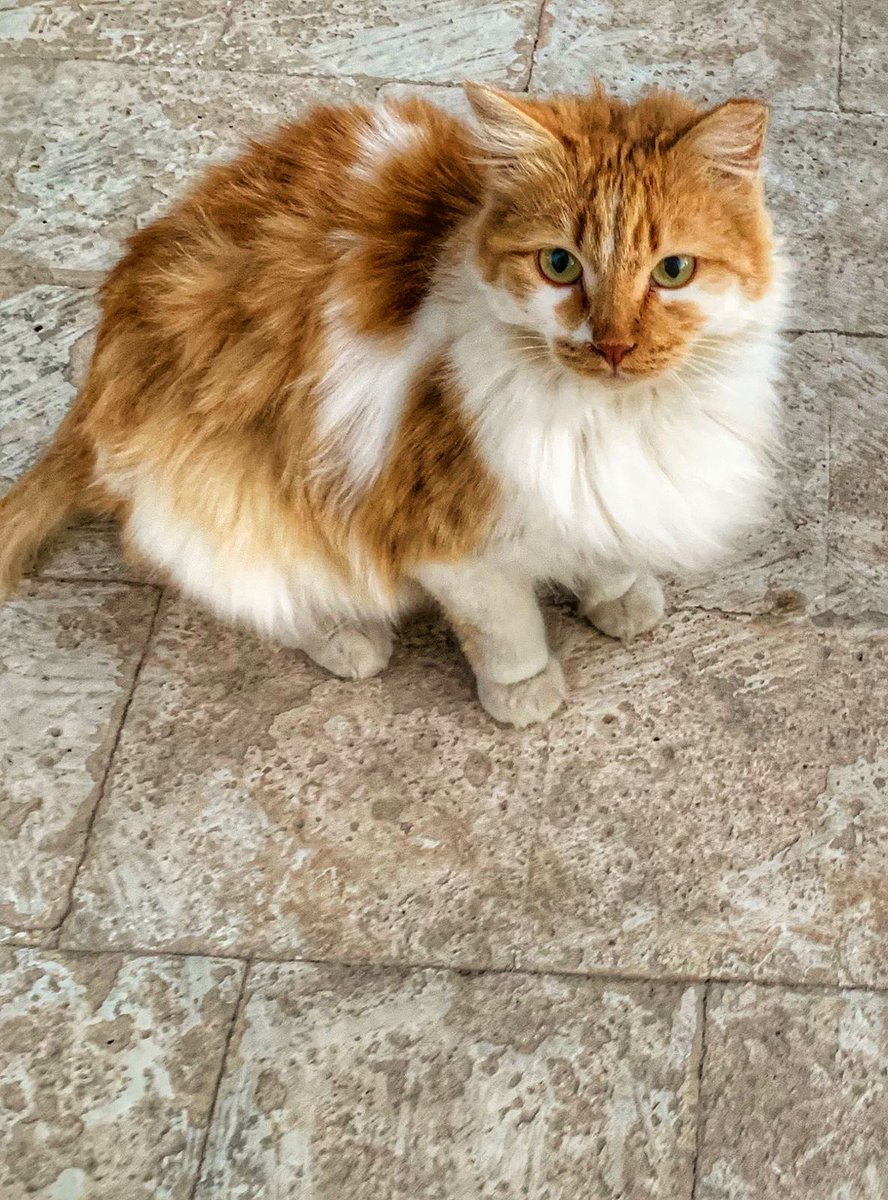 الرياض: لدي 18 قطة تم إنقاذها من السلالات الجيدة وتعيش على السطح الذي سيتم هدمه قريبًا. يتم تحييد وتطعيم جميع القطط. سيتم تركهم مرة أخرى في الشوارع. الرجاء الاتصال بي على: 0591404968 <a href="/8SaraAL/">S</a> <a href="/aad_fs/">ابو عادل</a> <a href="/Kngl0/">الملك ليو</a> <a href="/FoofoFaiza/">faiza abdulla</a> <a href="/ftomy2021/">فطومي 😻🐾🐾</a> <a href="/Hanooni99/">حنان محمد</a> <a href="/hamadokka24/">د . حمدوكا الحربي 💉 Dr. hamadokka</a> <a href="/ll2lll2ll/">آنسة عطية</a>