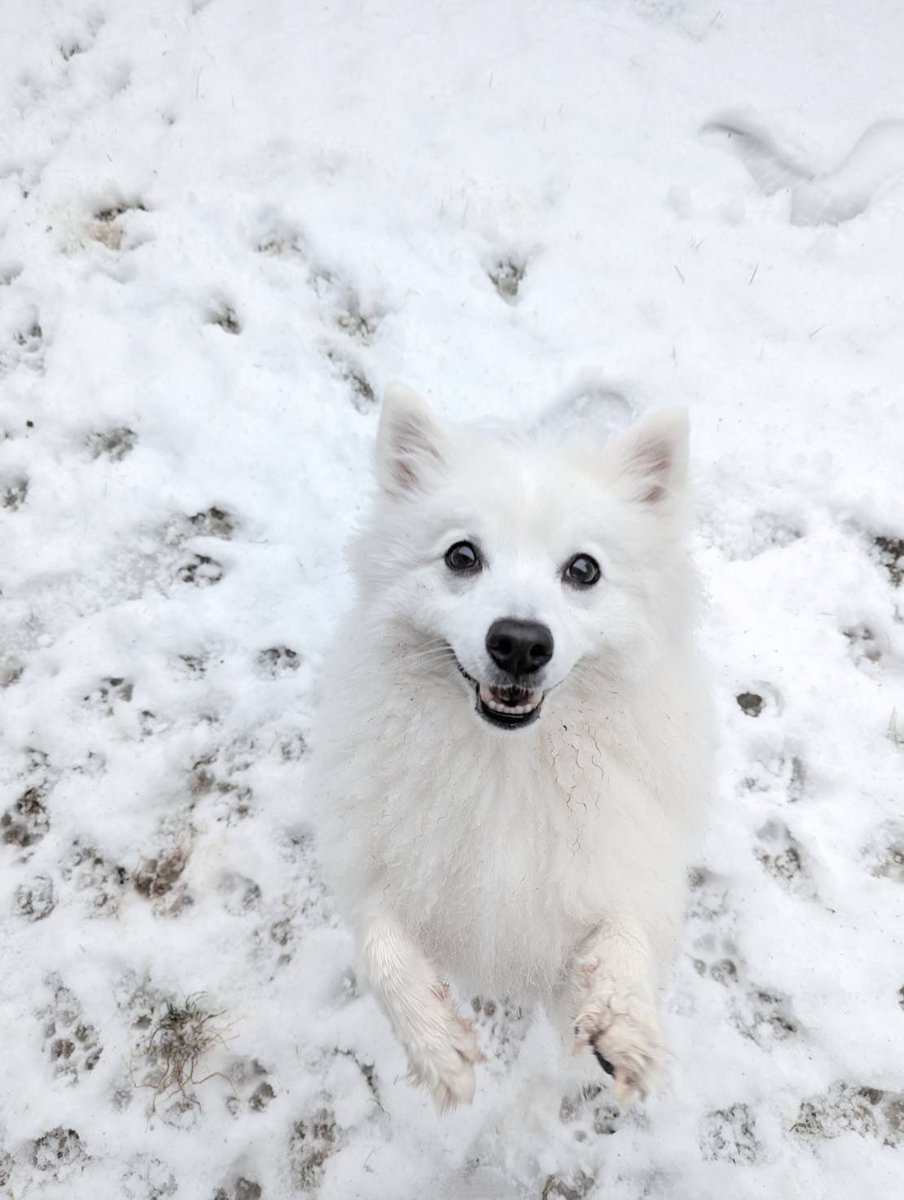 Fushi_theSpitz's tweet photo. 犬生初雪楽しいわん❄️ https://t.co/knLdPXSrz6
