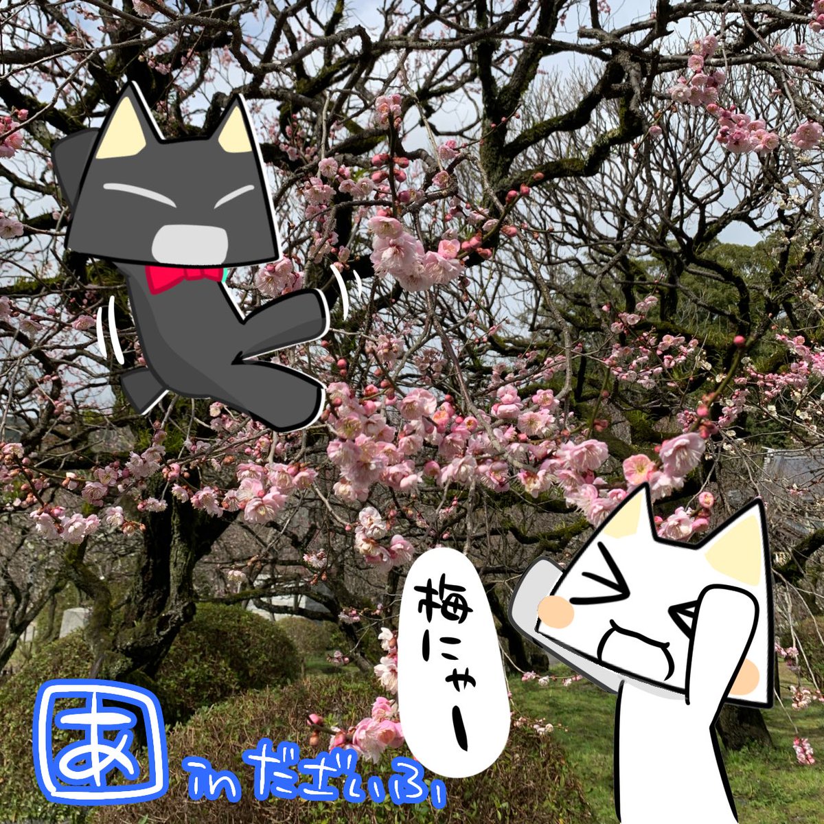 梅みてきました
#どこでもいっしょ