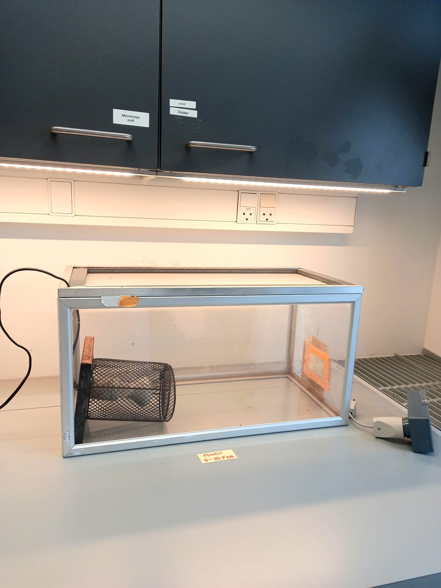 And their home is clean and ready! 🏠 

I have 100 locusts arriving this week that I'll (hopefully) keep happy and fed before using them to make cuticle media for my Metarhizium isolates 🦗🍄

#INNOFUN #ScienceTwitter #Entomopathogens