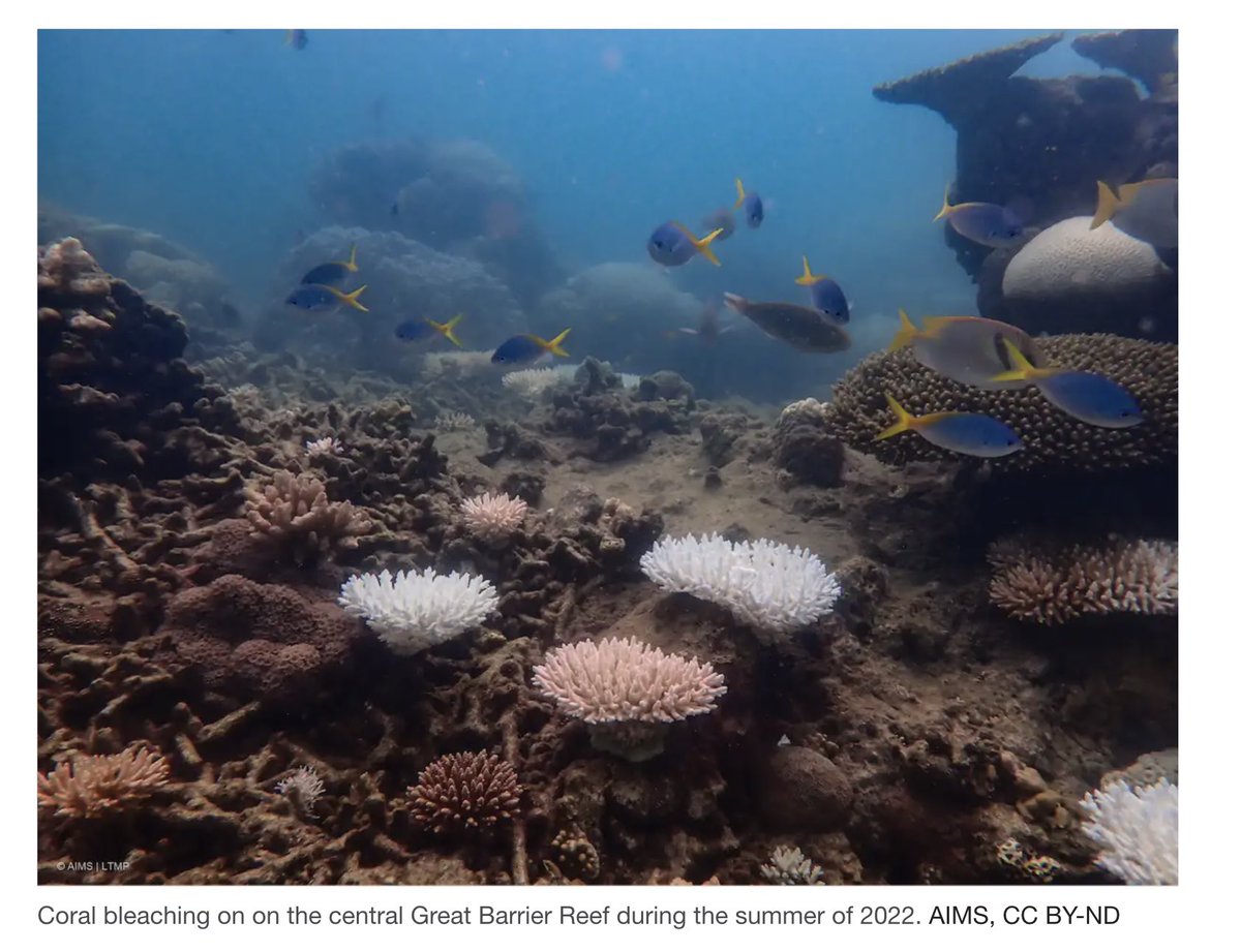 To many people, this photo captures a pretty tropical reef, with colourful corals and fishes. But let’s take a closer look at the biology on display - a picture tells a 1000 words (thread 1/8)