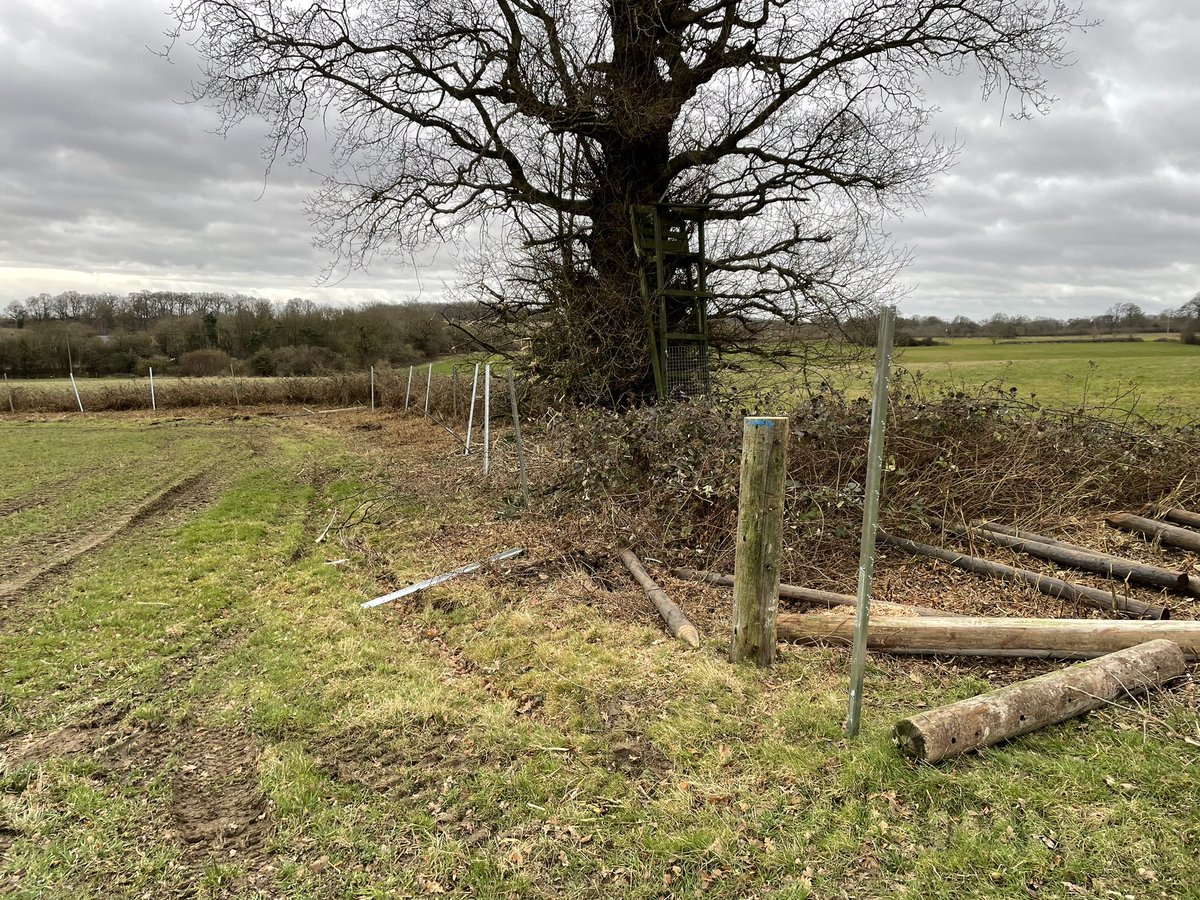 Jo Franklin tweet media