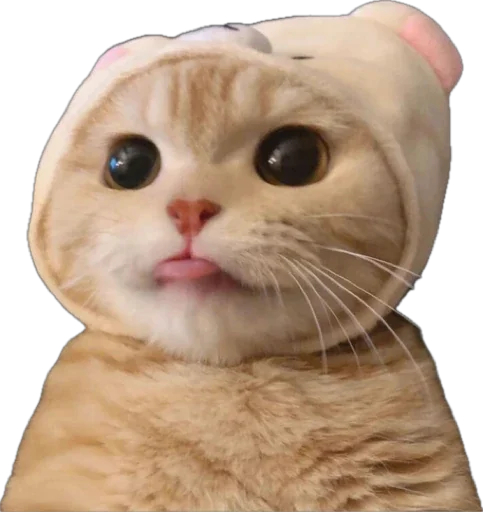 catwifhateth's tweet photo. The #Catwifhat believers will reap the rewards ! #CATWIFHAT https://t.co/T1yhZmp8XJ