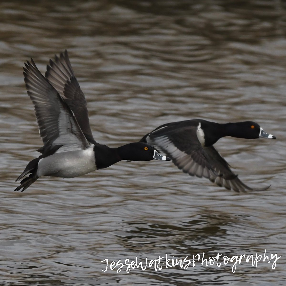 Drake ringnecks flying over a small farm pond. 

Nikon D500
Sigma 150-600mm
Jesse Watkins Photography 

#godscreation #ringnecks #ringneckedduck #ducks #ducksunlimited #waterfowl #waterfowlphotography #wildfowl #birds #birdphotography #duckseason #divingducks #diverducks