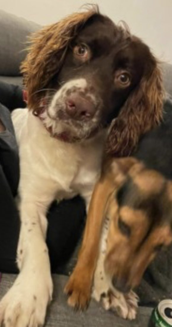 rosieDoc2's tweet image. #SpanielHour 

ALFIE missing from home #bowithick near #davidstow #northcornwall #PL15 SOUTH WEST 3/2/24 

Male/young adult #ESS liver&amp;amp;white 
CHIPPED 

doglost.co.uk/dog-blog.php?d…
LOCALS PLS RT TY 
@DavidstowInfo @NCornwallSocial @CornwallLive @JacquiSaid @thedogfinder @RachaelB100