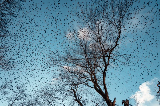 From the epic journeys of monarch butterflies to the awe-inspiring treks of wildebeests, animal migration has captivated humanity for centuries. But beneath the spectacle lies a world of mysteries, driven by perfect timing, remarkable adaptation, and the intricate dance with a changing environment. Dive into this article to explore the fascinating secrets of animal migration, the threats it faces, and how we can play a role in its preservation.