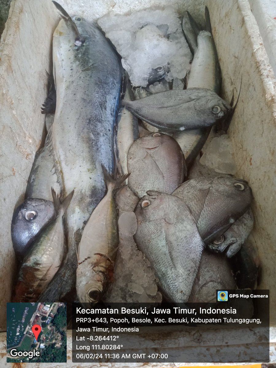 Mtweet1284's tweet photo. Selasa 6/2/2024, M. Azis Muslim, lihkan kab. Tulungagung melaporkan hasil tangkapan KM. Ujung Galuh, jenis ikan semar, selar, lemadang, jumlah produksi 20 kg, harga Rp. 15.000,-
#luhlapor 
#GiatLuhkanSatminkalBWI 
@djpt_kkp 
@puslatluhkp 
@bppsdm_bp3bwi https://t.co/BZp3quIFdC