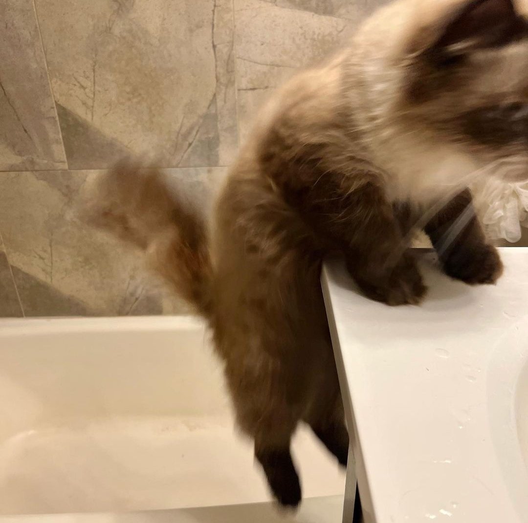 ㅤ

Aktifitas Cemong sore ini: gangguin abangnya yang lagi sikat gigi.

ㅤ