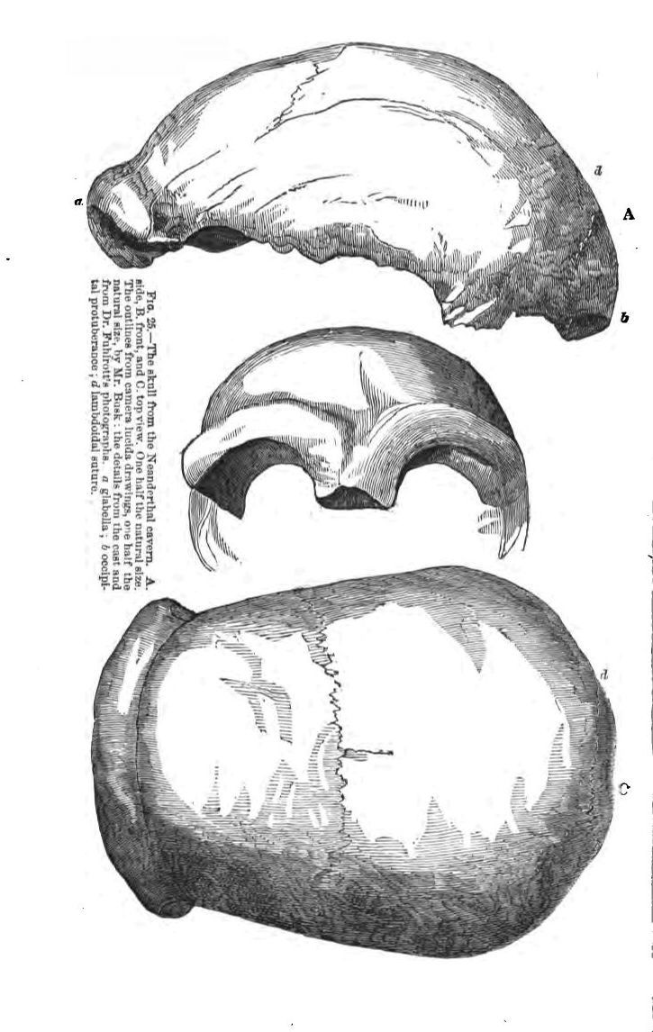 Thomas Henry Huxley delivered his first lecture on the Neanderthal fossils #OnThisDay in 1862, at @Ri_Science, London. The talk was titled 'On Some Fossil Remains of Man,' given that the fossils were still considered as having belonged to Homo sapiens.