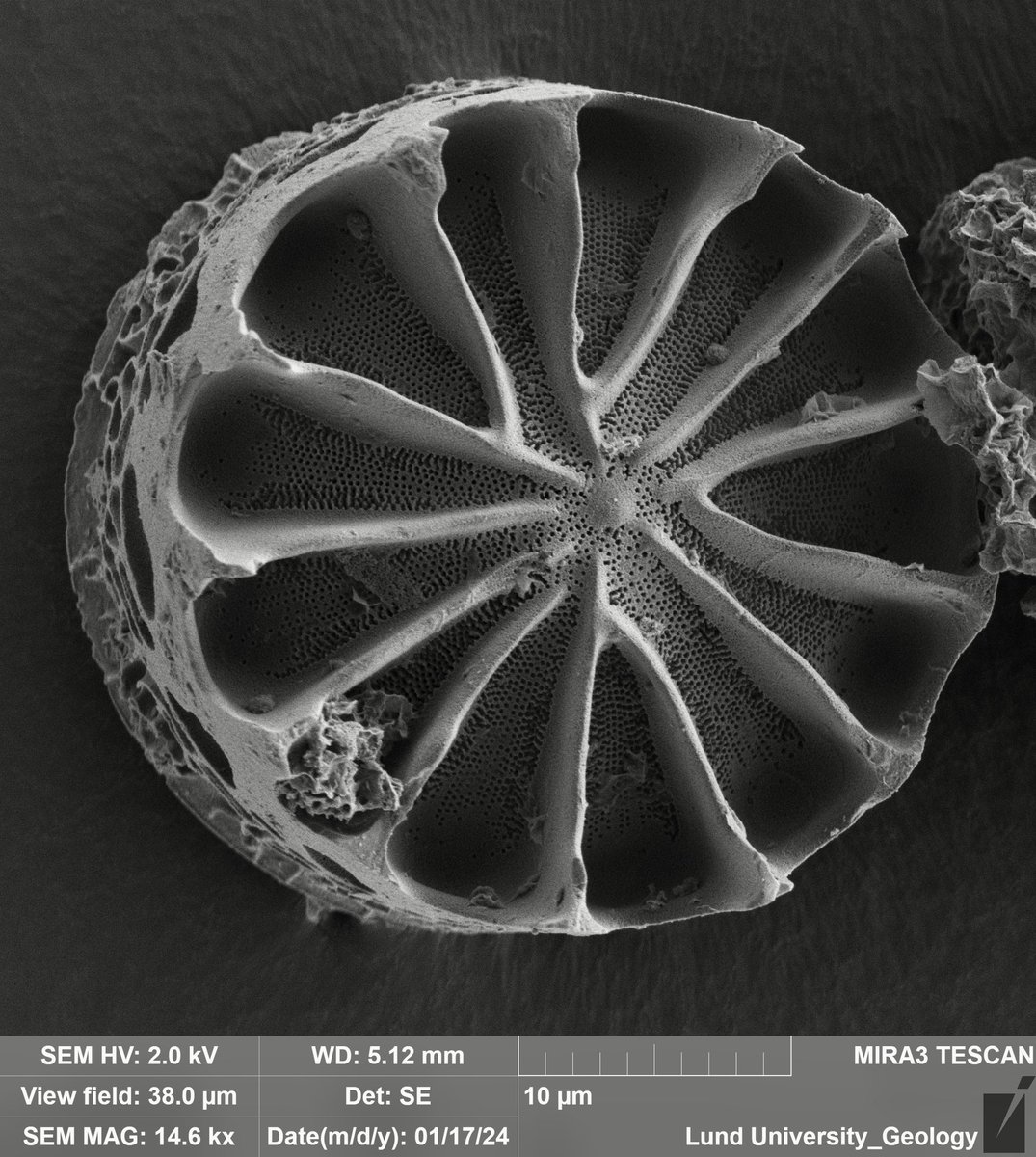 KarolinaBrylka's tweet photo. 110 million years old diatoms look very different than what we are used to 🤯 fascinating and inspiring 👩🏼‍🔬
#diatoms https://t.co/F2QRhLBOJ7